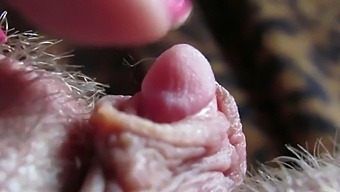 Intense Close-Up Of My Sizable Clitoris Throbbing